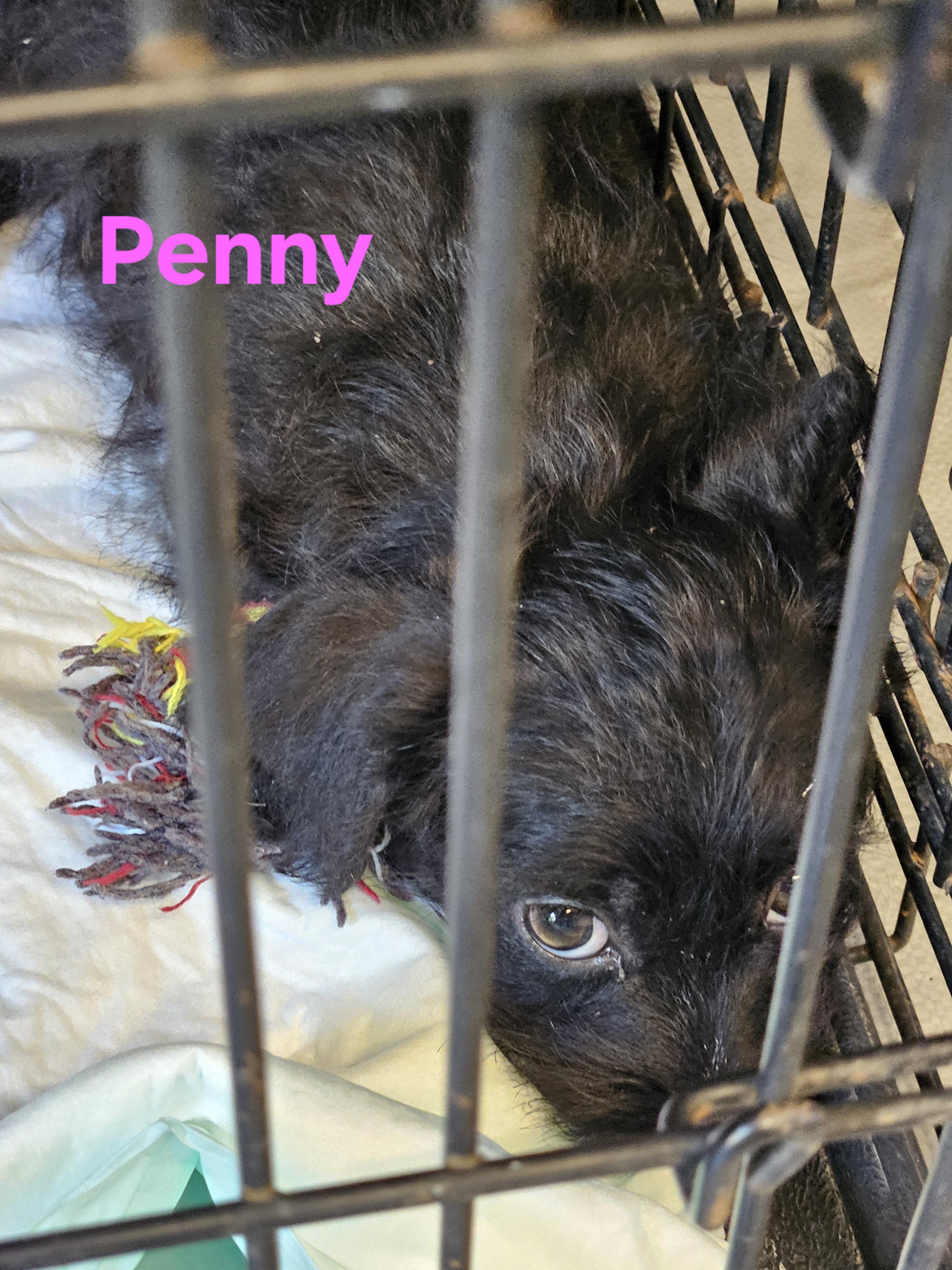 Penny, a Adopted mixed breed in Sherman, TX image 3/4