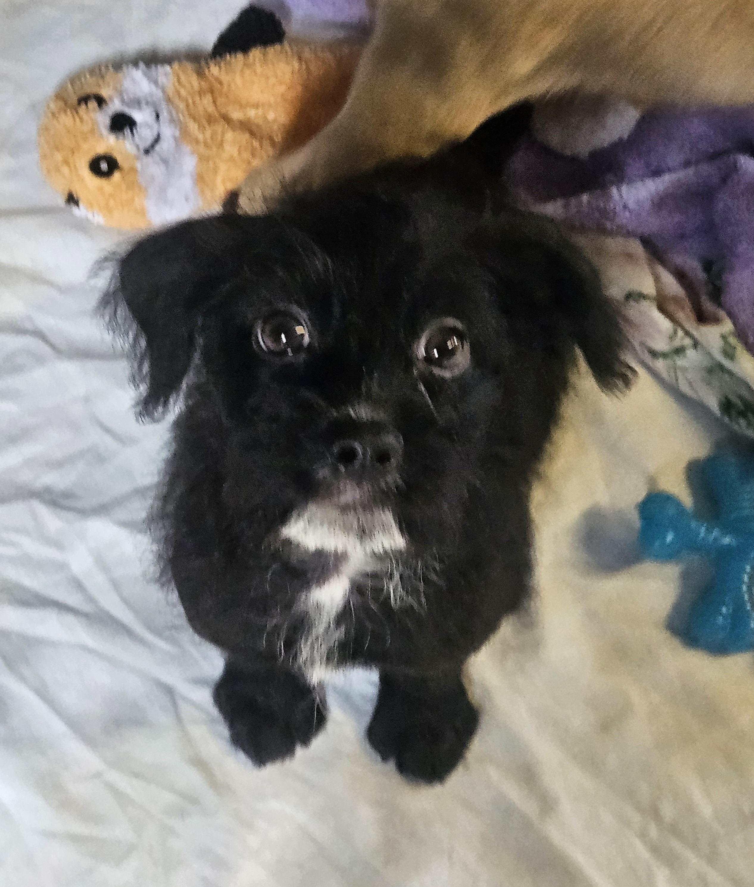 Penny, a Adopted mixed breed in Sherman, TX image 2/4