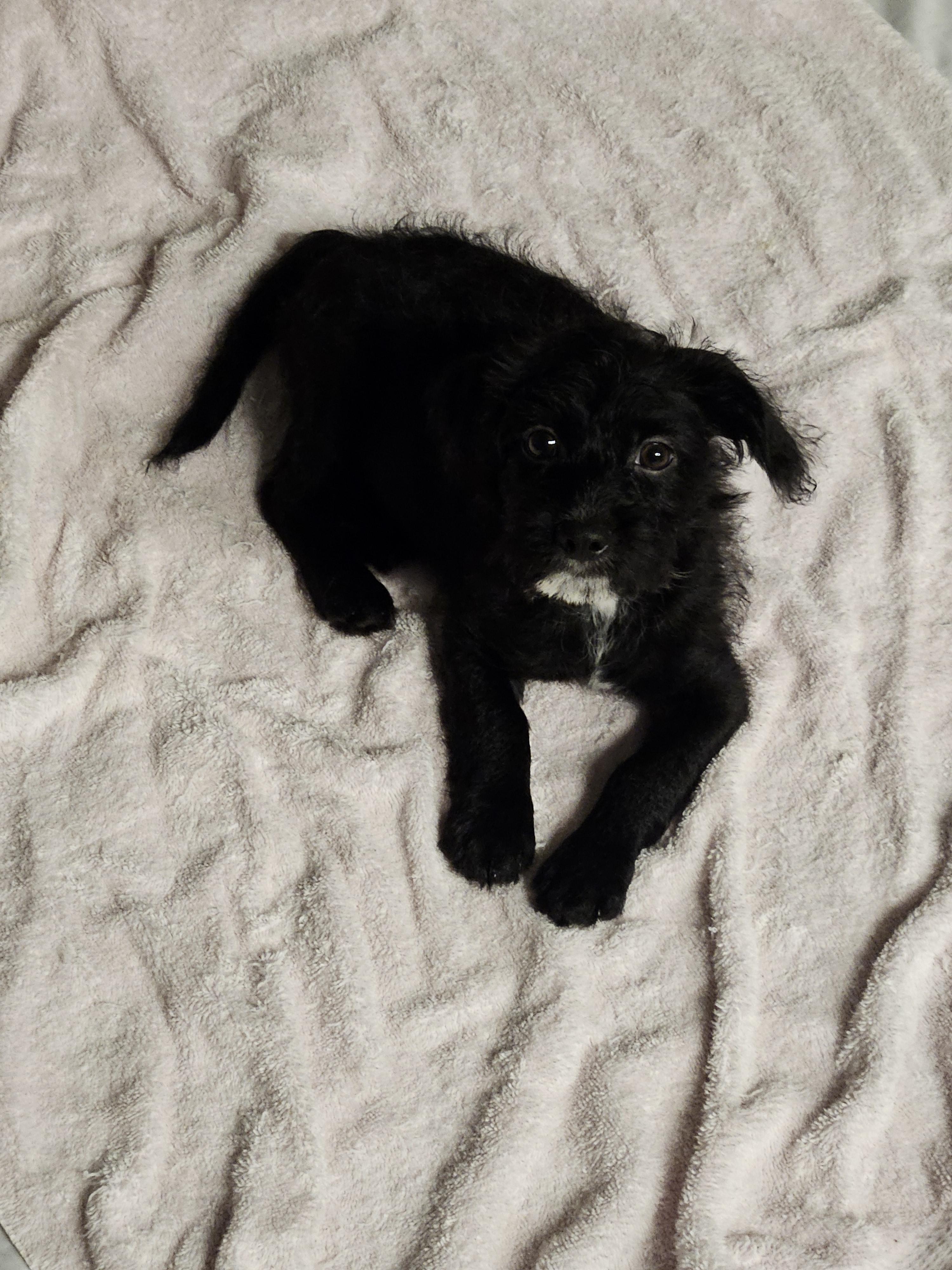 Penny, a Adopted mixed breed in Sherman, TX image 4/4