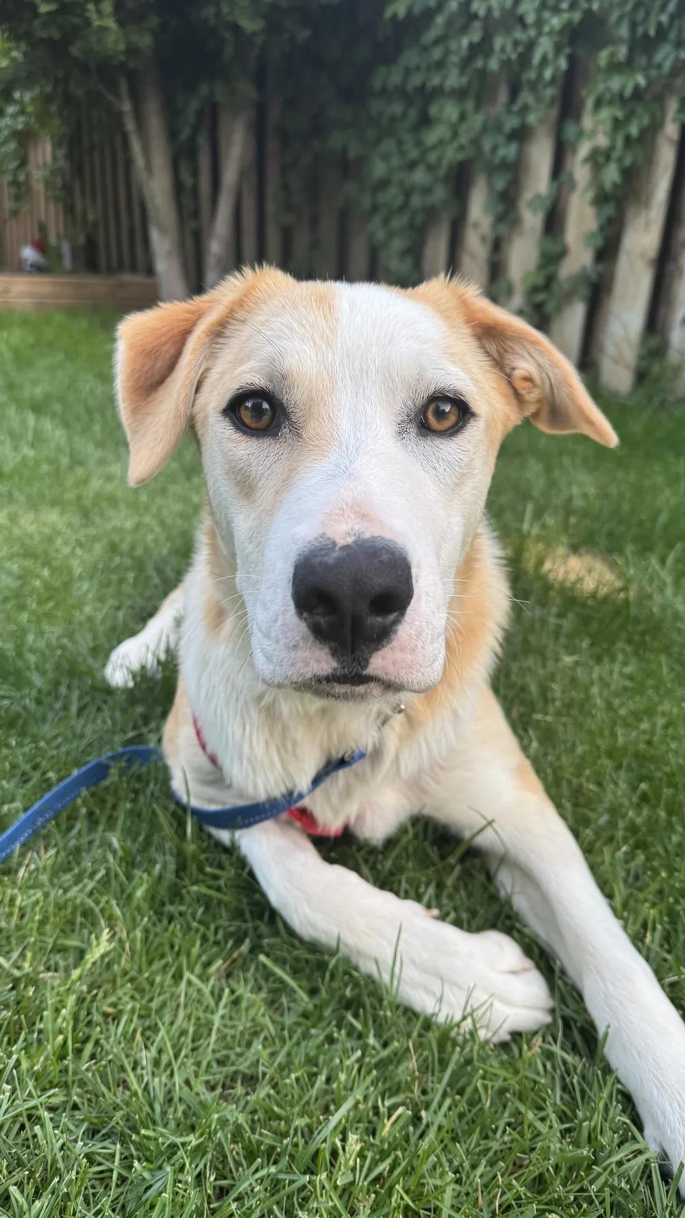 Enlarge MUNECO, a ADOPTABLE Mixed Breed in North York, ON image 1/6