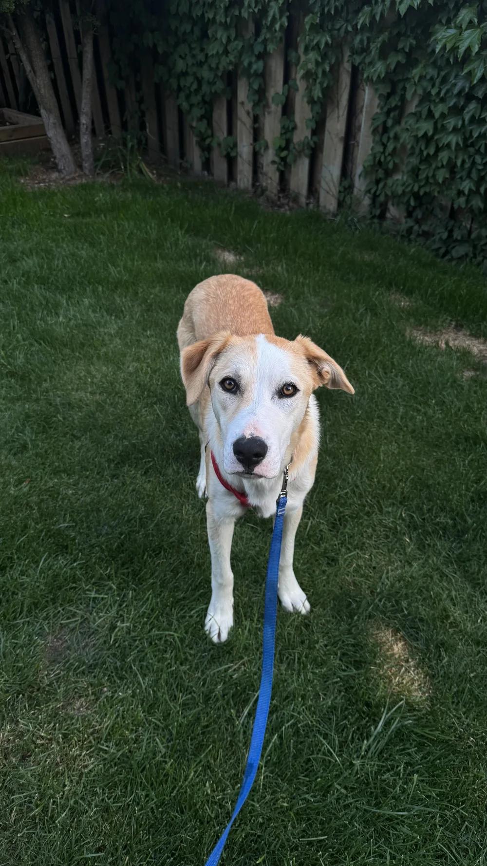 Enlarge MUNECO, a ADOPTABLE Mixed Breed in North York, ON image 5/6