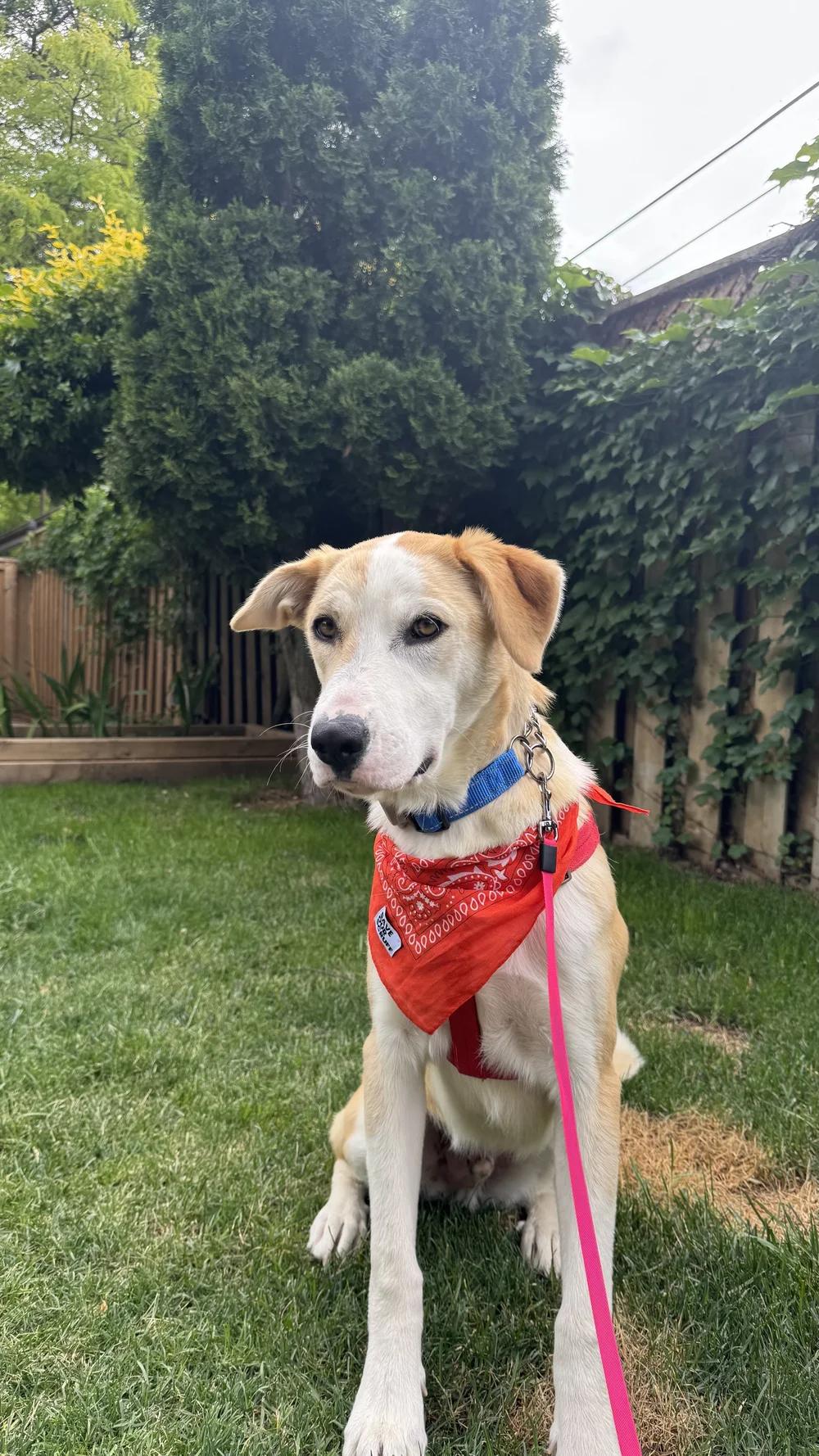 Enlarge MUNECO, a ADOPTABLE Mixed Breed in North York, ON image 3/6