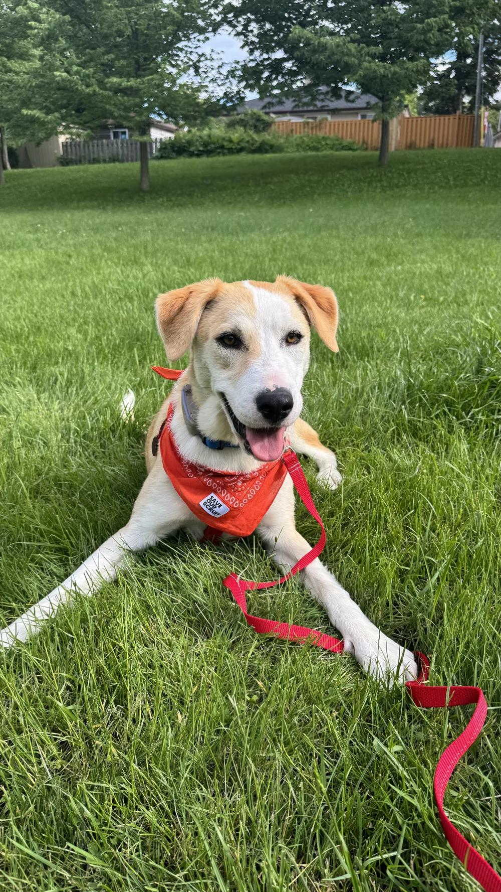 Enlarge MUNECO, a ADOPTABLE Mixed Breed in North York, ON image 2/6