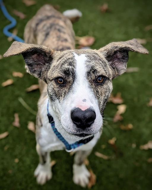TOBIAS, Adoptable, Young Male Anatolian Shepherd.
