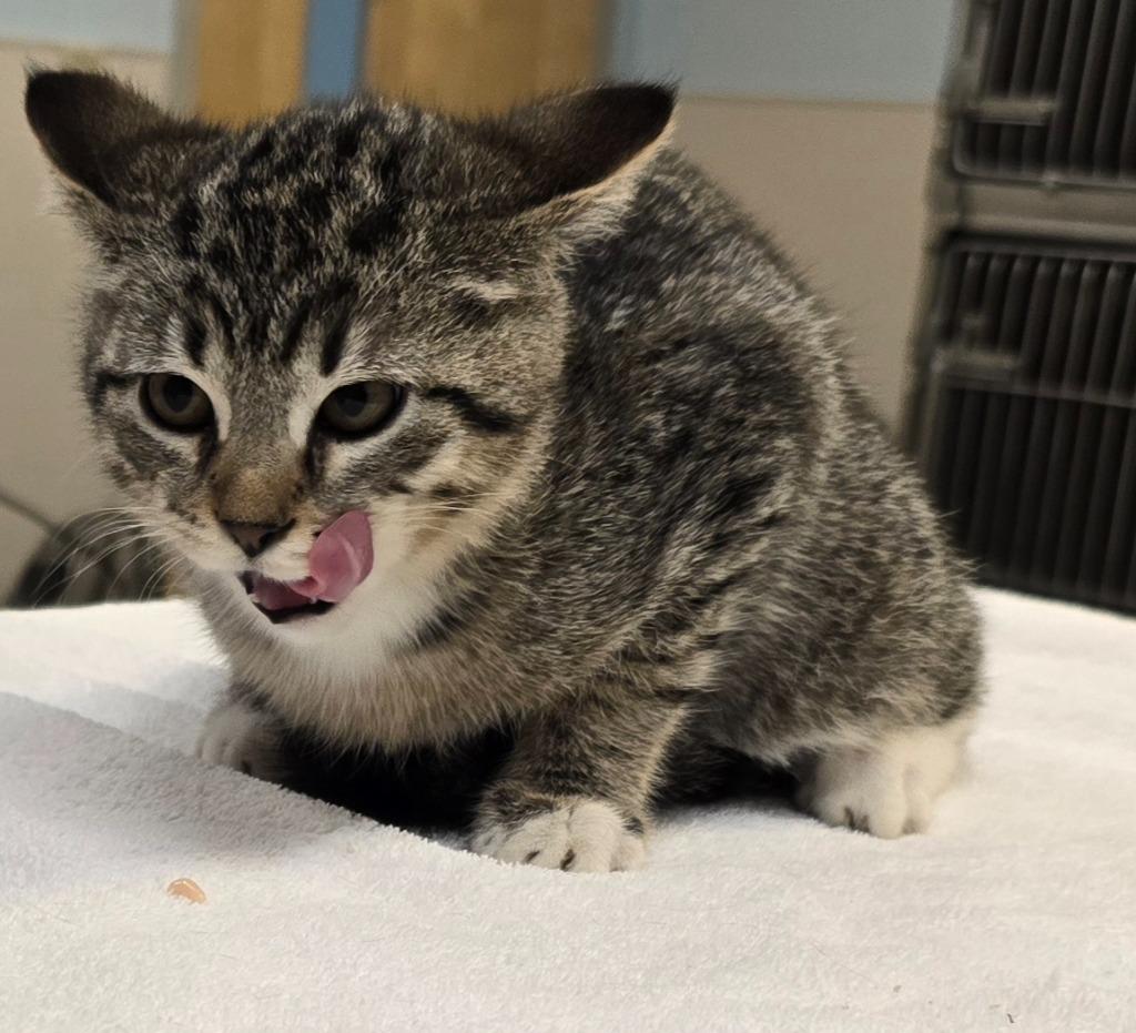Shaggy, a Adoptable mixed breed in Murphysboro, IL image 4/6