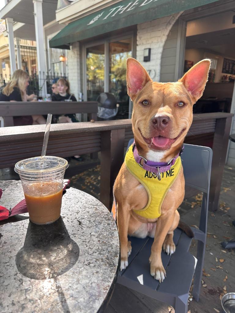 Mina (In Foster), Adoptable, Young Female Shepherd.