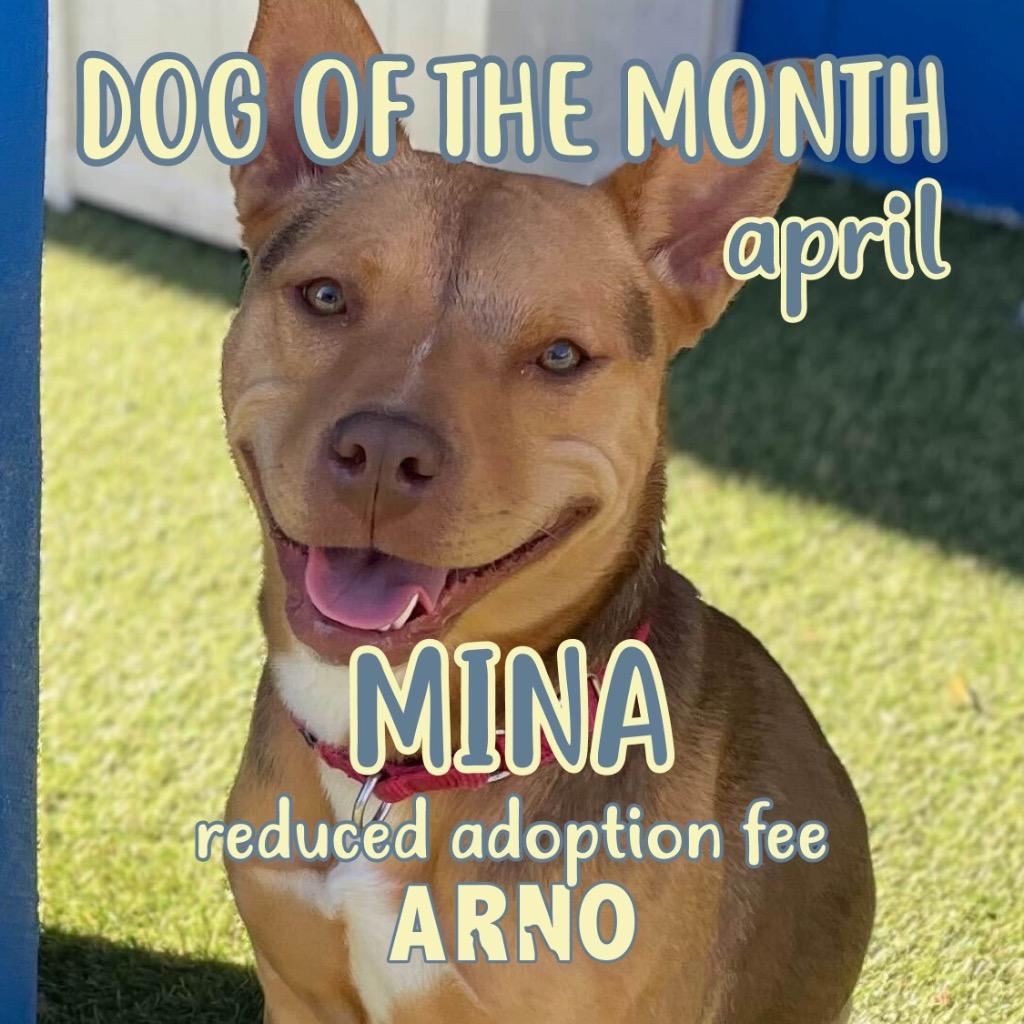 Enlarge Mina (In Foster), a Adoptable Shepherd in New Orleans, LA image 2/6
