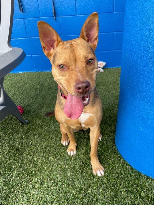 Enlarge Mina (In Foster), a Adoptable Shepherd in New Orleans, LA image 3/6