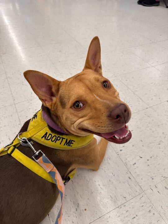 Enlarge Mina (In Foster), a Adoptable Shepherd in New Orleans, LA image 2/6