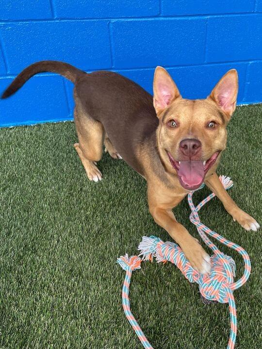 Mina (In Foster), a Adoptable Shepherd in New Orleans, LA image 2/6