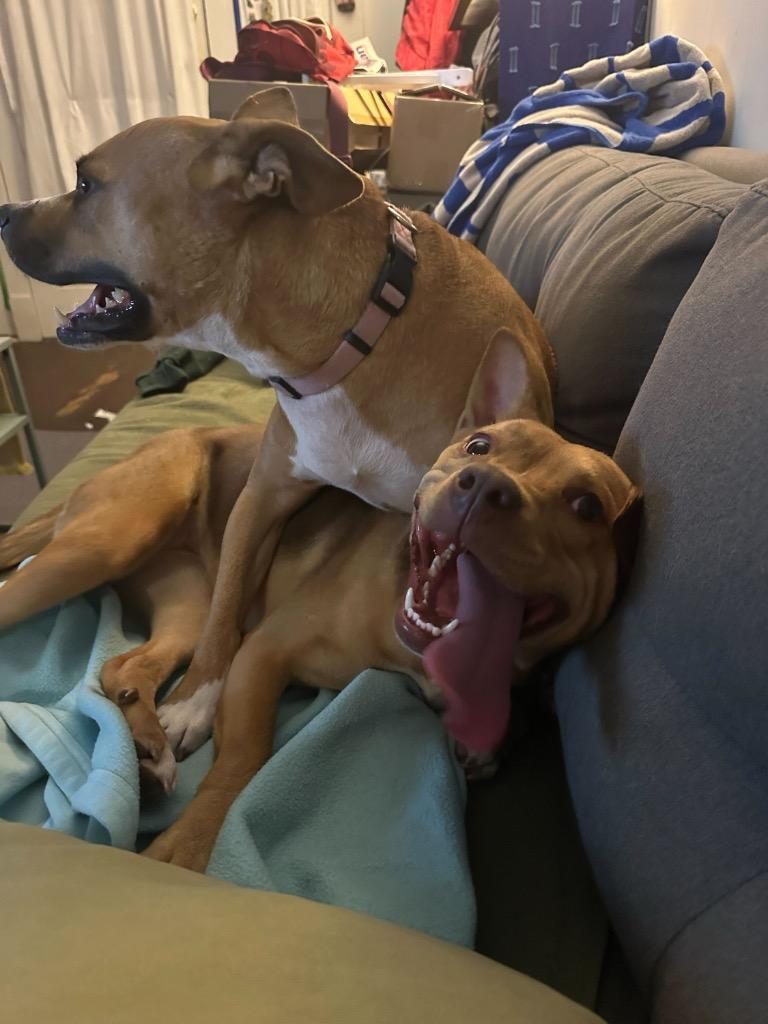 Enlarge Mina (In Foster), a Adoptable Shepherd in New Orleans, LA image 4/6