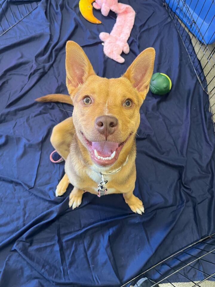 Mina (In Foster), a Adoptable Shepherd in New Orleans, LA image 5/6