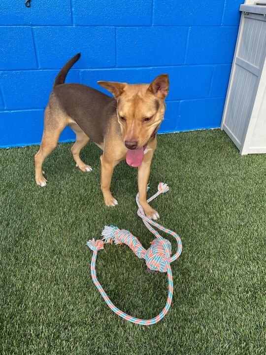 Mina (In Foster), a Adoptable Shepherd in New Orleans, LA image 5/6