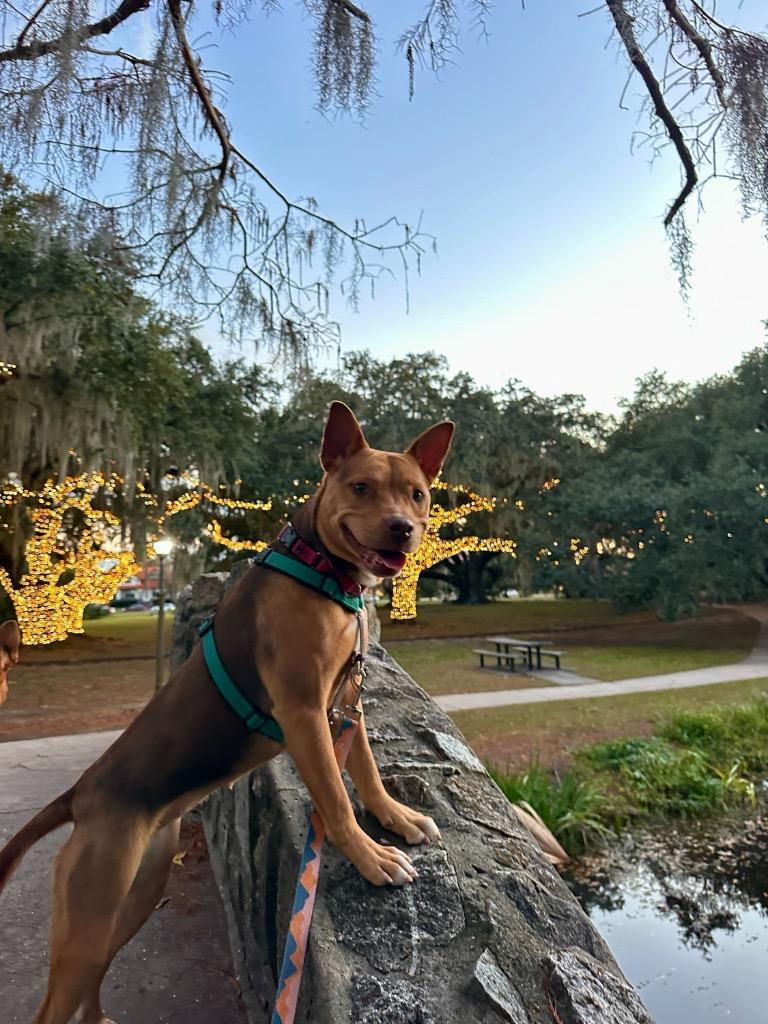 Enlarge Mina (In Foster), a Adoptable Shepherd in New Orleans, LA image 5/6