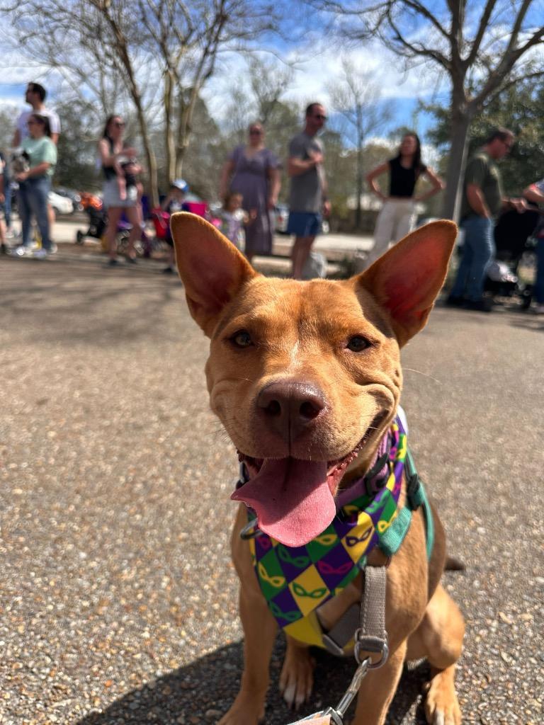 Enlarge Mina (In Foster), a Adoptable Shepherd in New Orleans, LA image 6/6