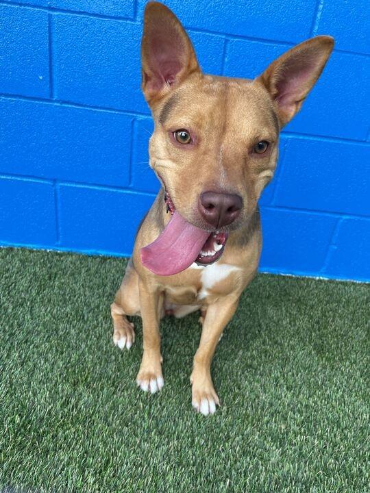 Mina (In Foster), a Adoptable Shepherd in New Orleans, LA image 6/6