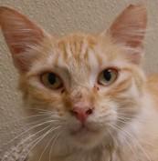 Jabberwocky, a Adoptable mixed breed in Verona, WI image 1/3