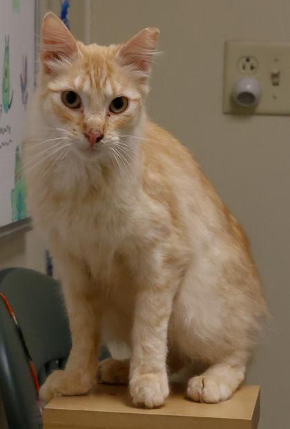 Jabberwocky, Adoptable, Adult Male Domestic Medium Hair & Domestic Short Hair.