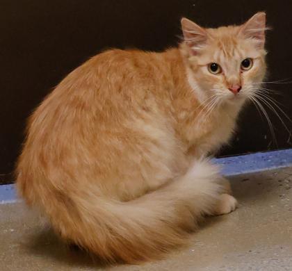 Jabberwocky, a Adoptable mixed breed in Verona, WI image 3/3