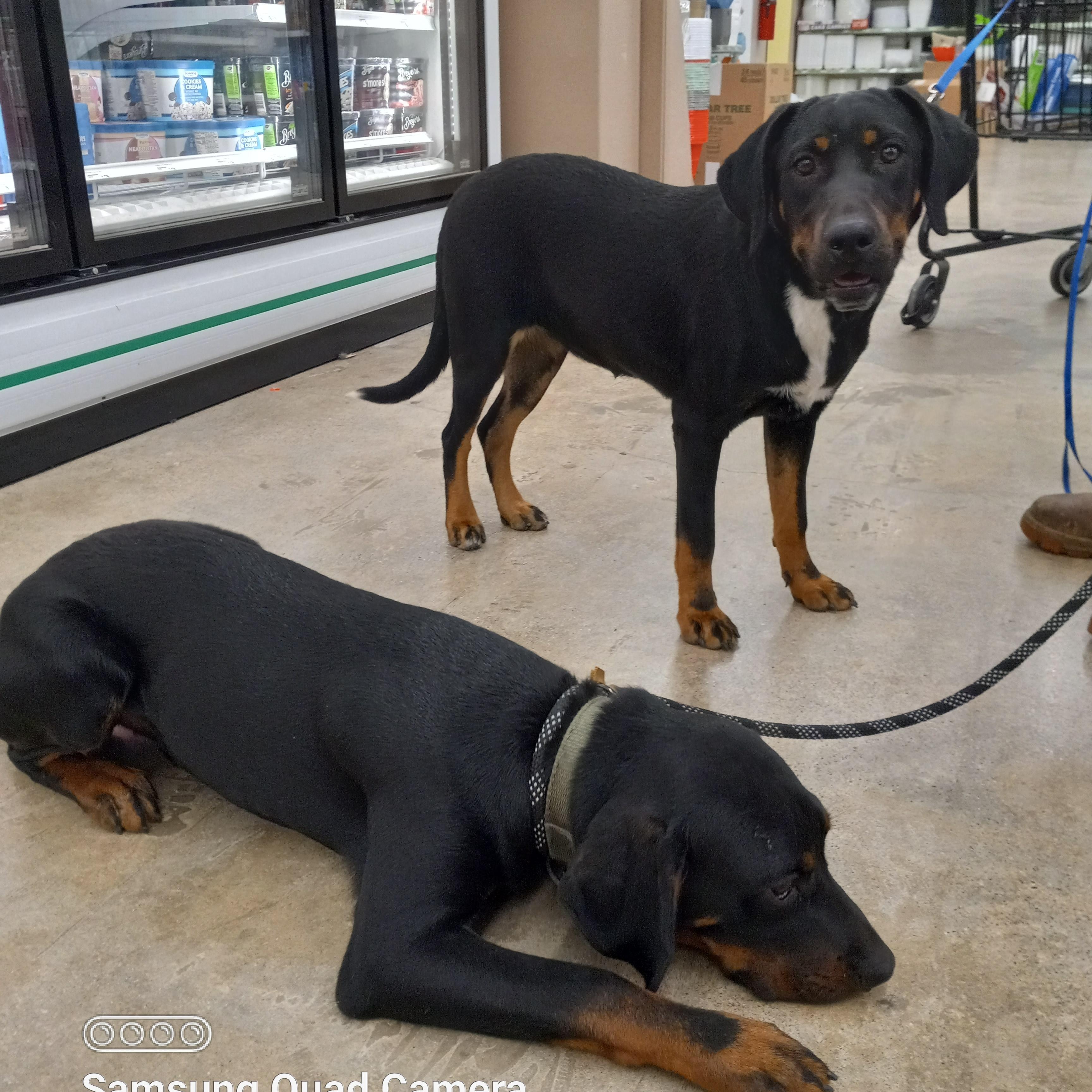 Enlarge Penny aka Pink, a Adoptable mixed breed in Peru, IN image 1/6