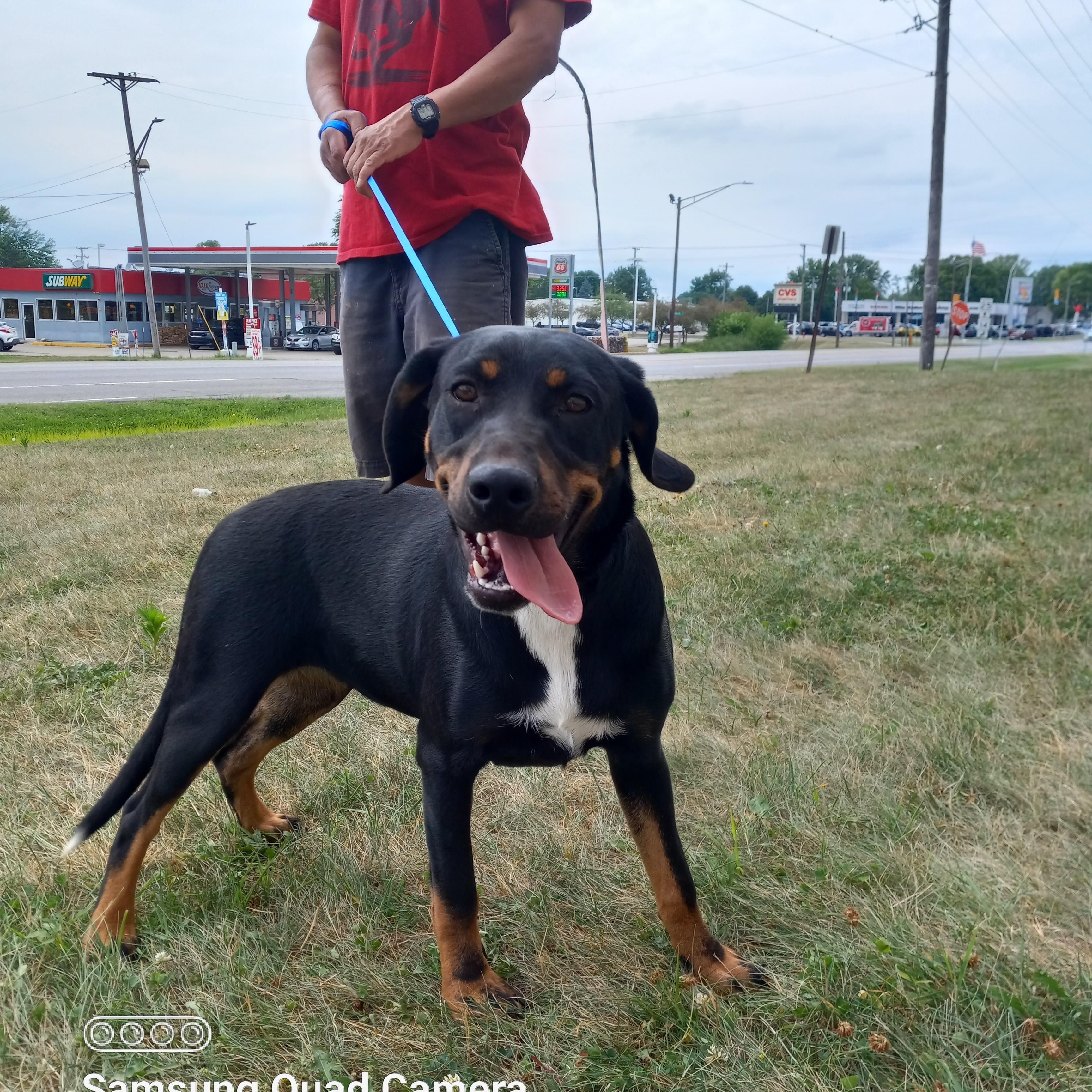 Enlarge Penny aka Pink, a Adoptable mixed breed in Peru, IN image 4/6