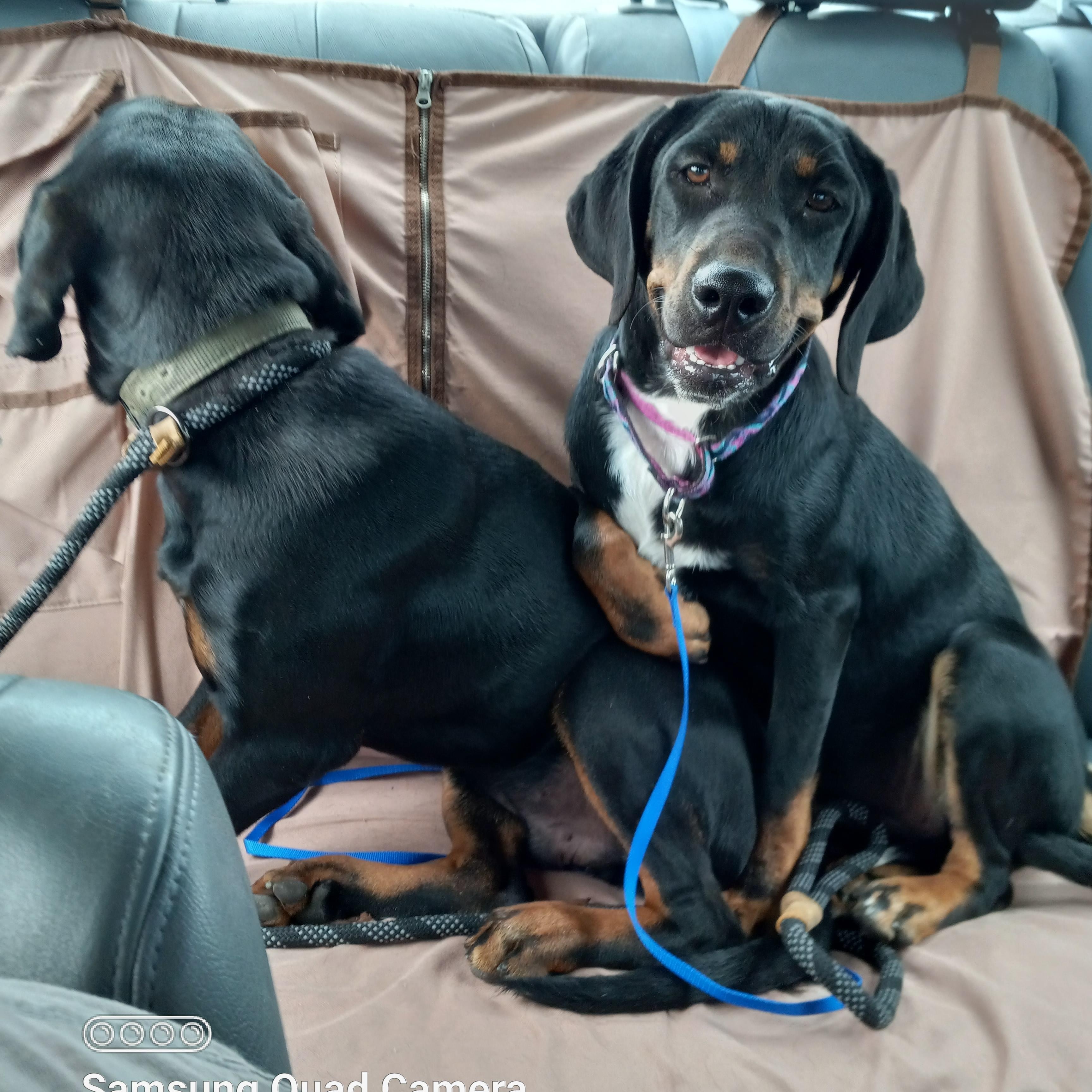 Enlarge Penny aka Pink, a Adoptable mixed breed in Peru, IN image 3/6