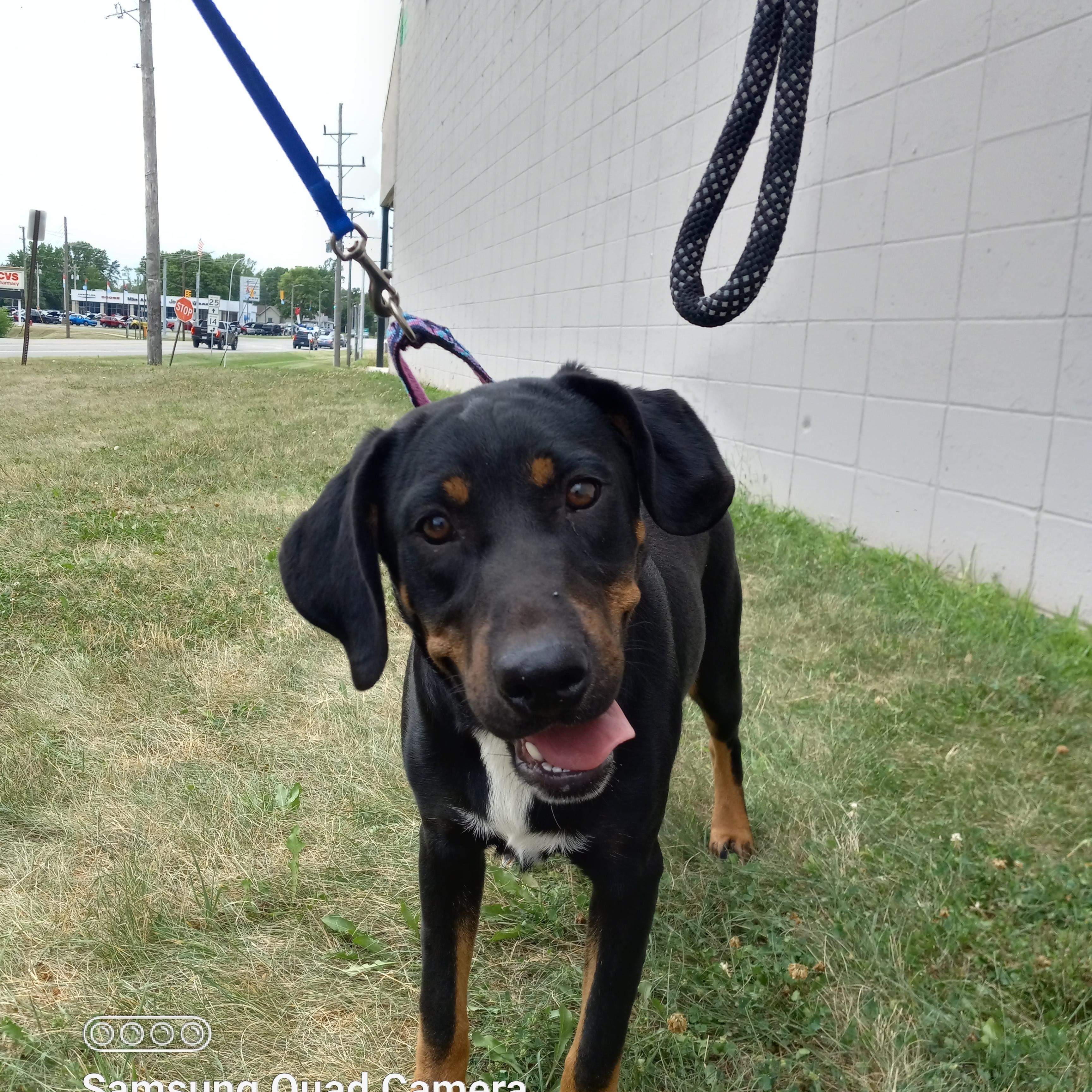 Enlarge Penny aka Pink, a Adoptable mixed breed in Peru, IN image 2/6
