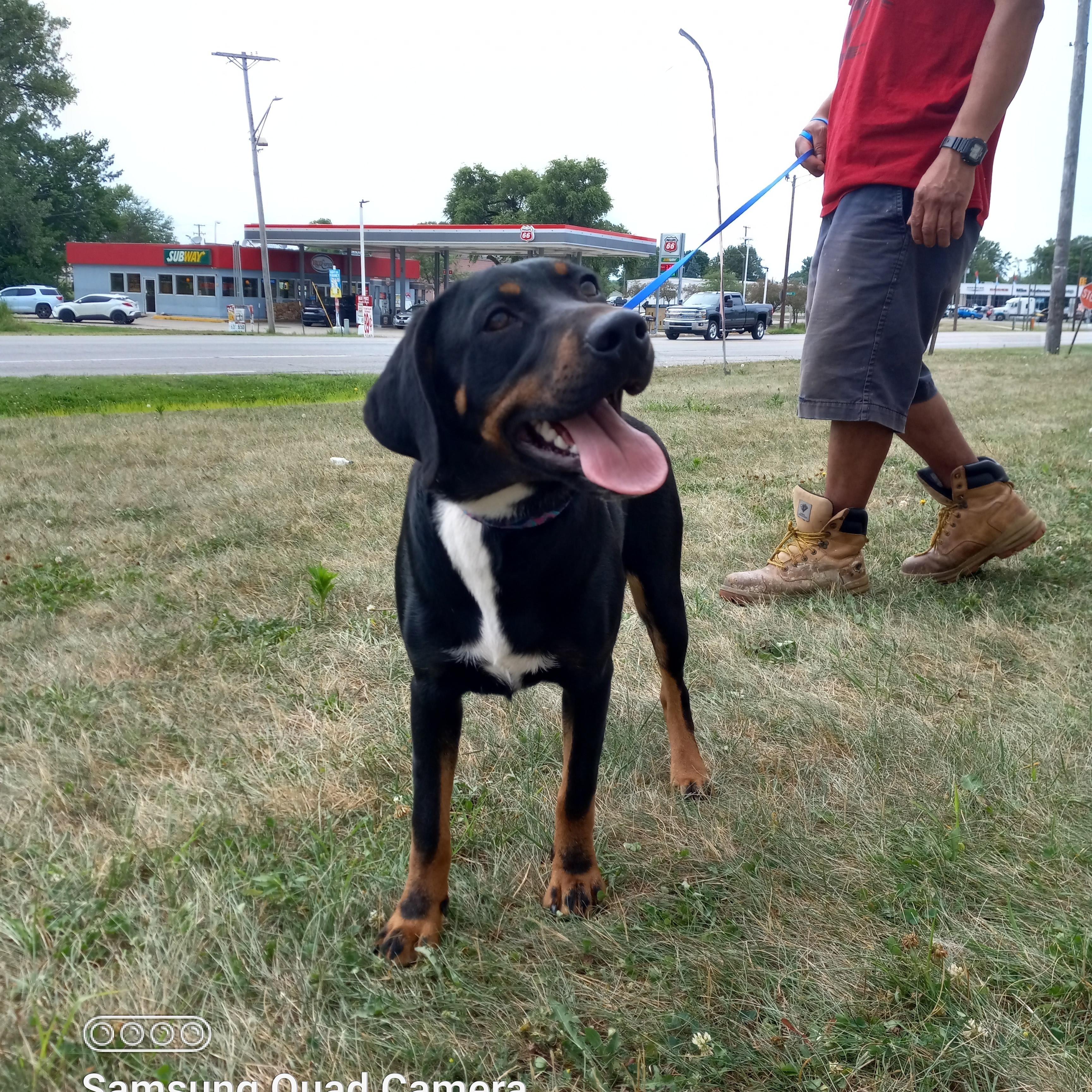 Enlarge Penny aka Pink, a Adoptable mixed breed in Peru, IN image 6/6