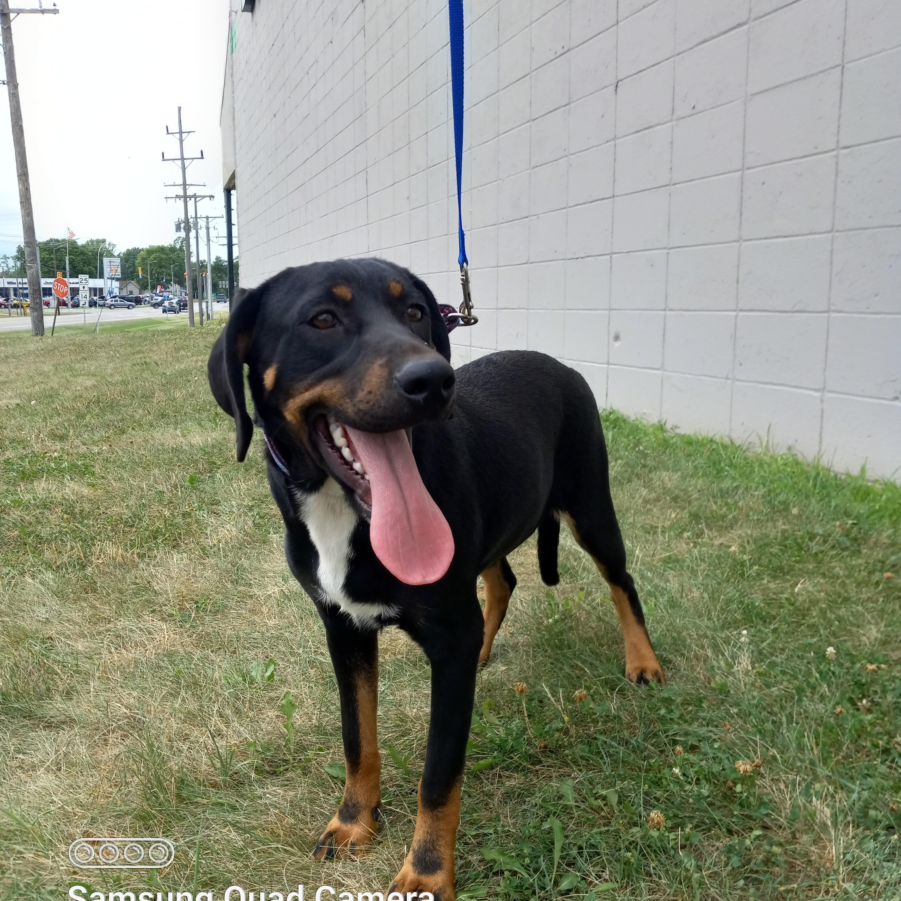 Enlarge Penny aka Pink, a Adoptable mixed breed in Peru, IN image 5/6