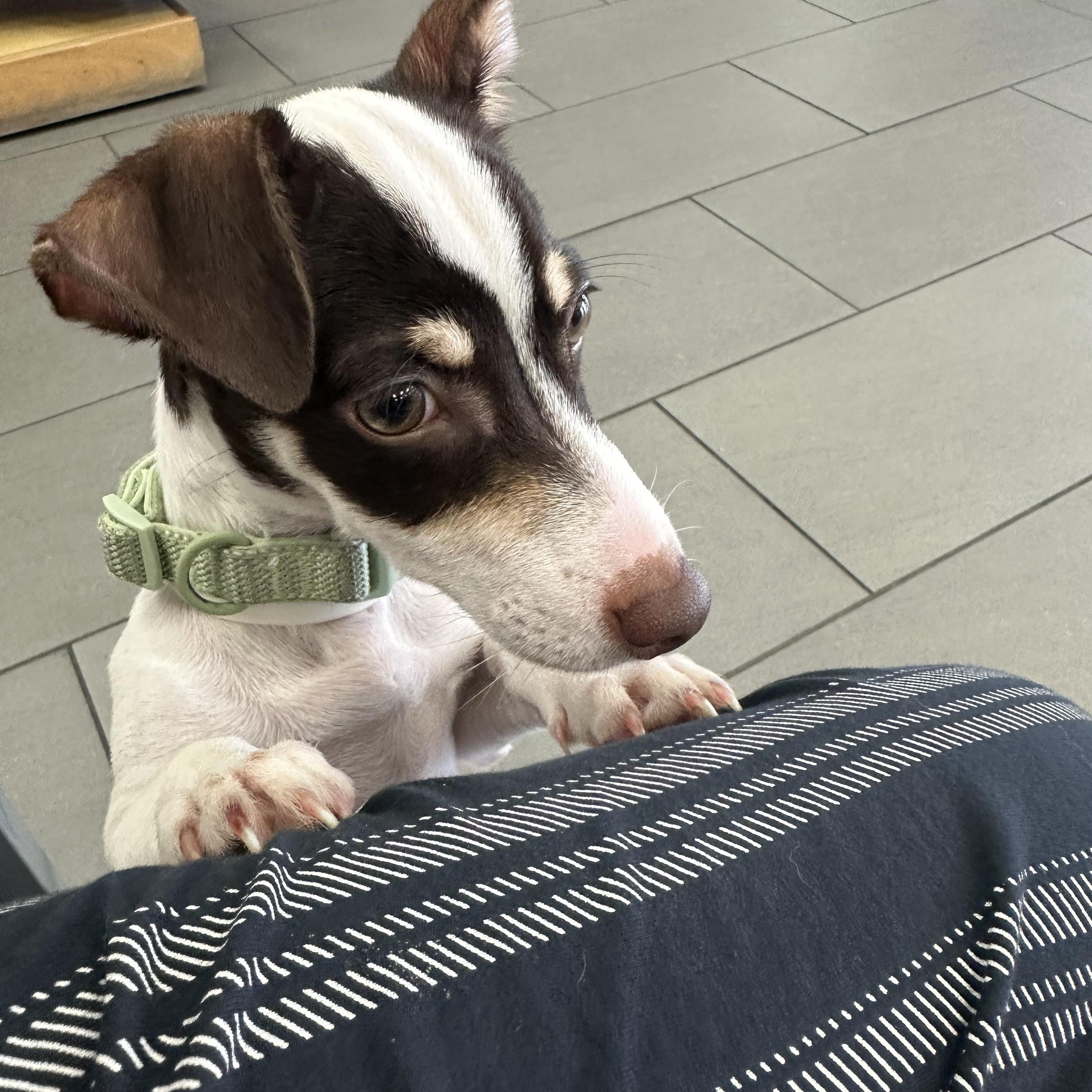 Enlarge SNOOPY (WI), a Adopted mixed breed in Milwaukee, WI image 2/3