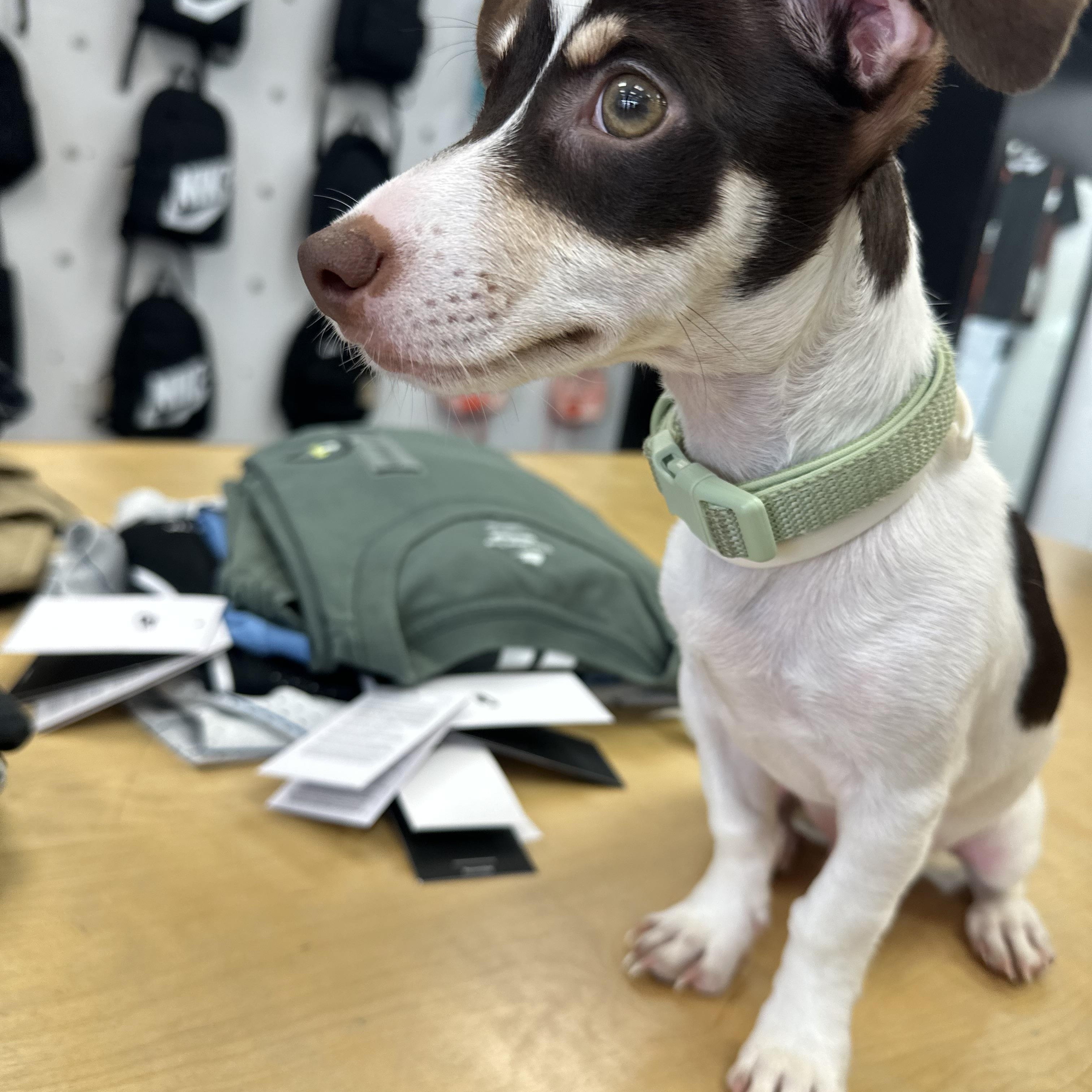 SNOOPY (WI), Adopted, Puppy Male Mixed Breed.