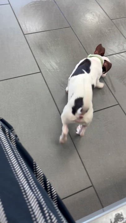 Enlarge SNOOPY (WI), a Adopted mixed breed in Milwaukee, WI video 3/3