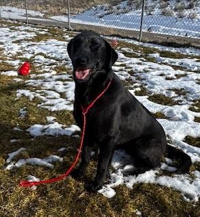 Fiona/55873936, ADOPTABLE, Adult Female Golden Retriever & Belgian Shepherd / Malinois.