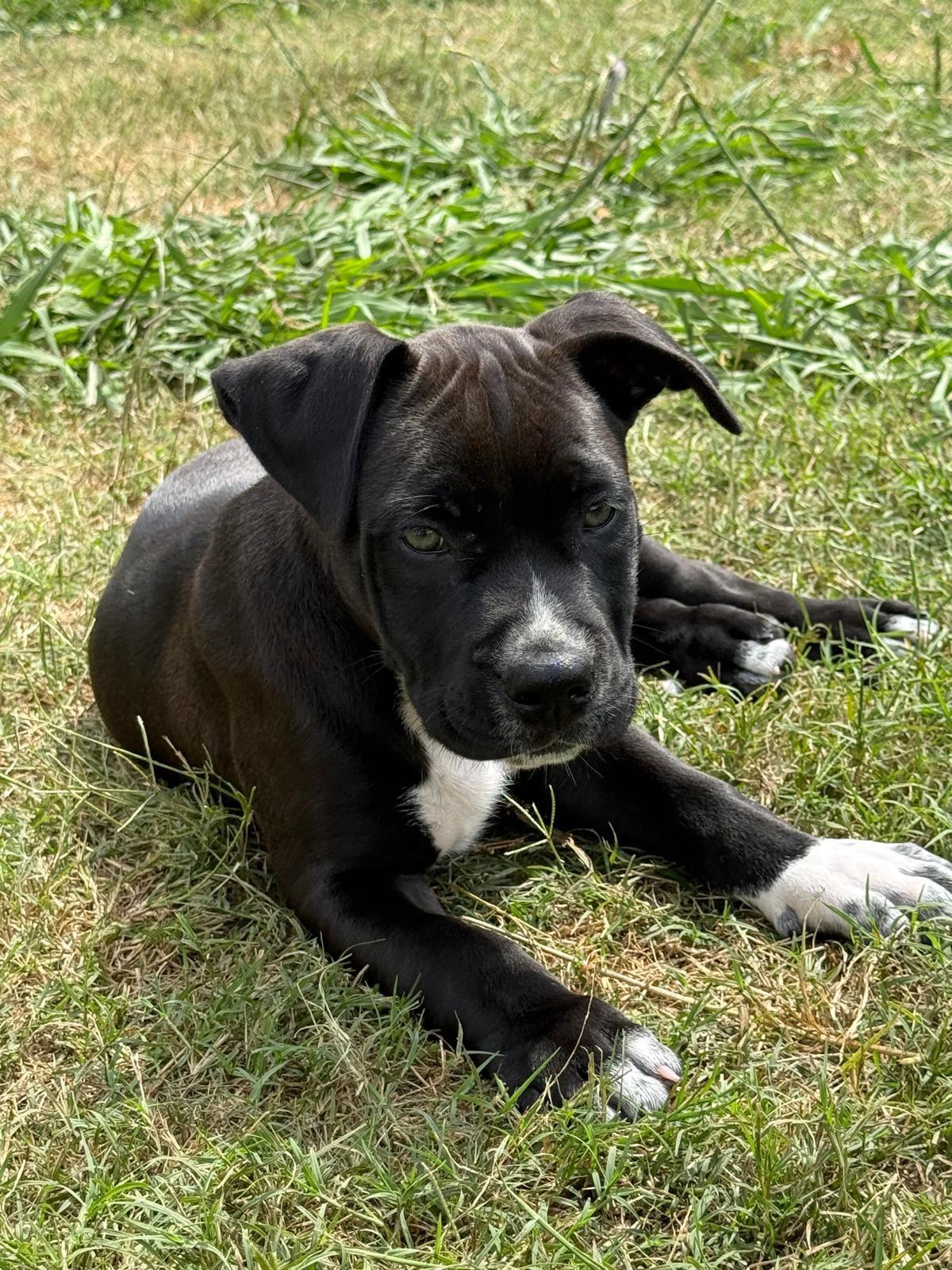 Eros, adopted, Puppy Male Pit Bull Terrier.