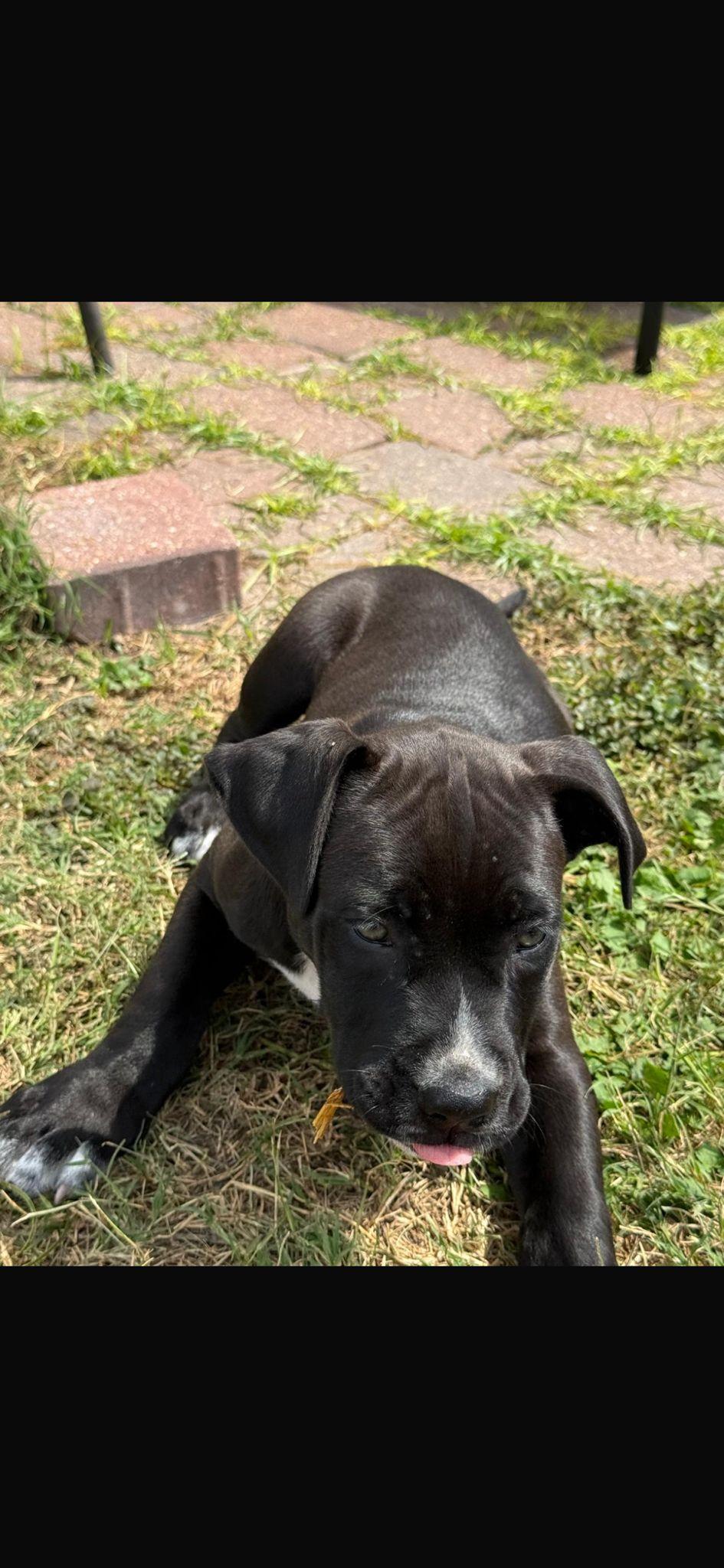 Enlarge Eros, an adopted mixed breed in Yonkers, NY image 3/6