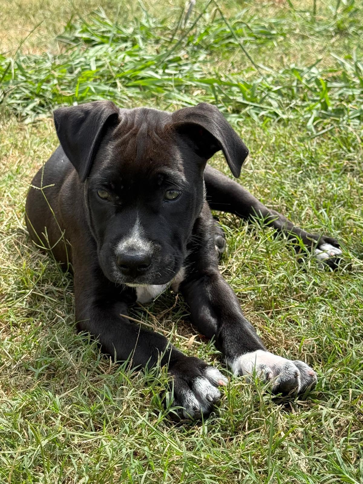 Enlarge Eros, an adopted mixed breed in Yonkers, NY image 5/6
