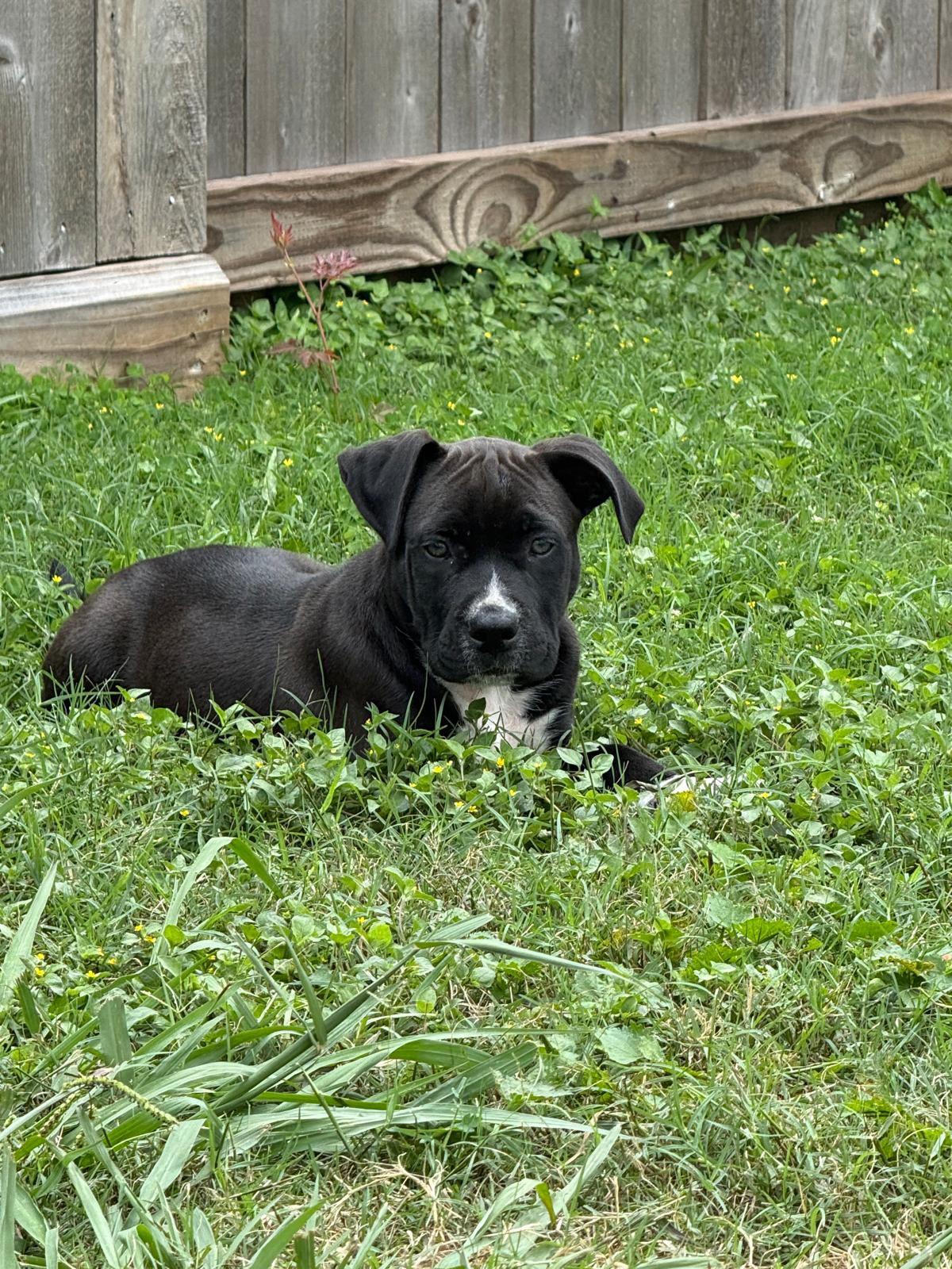 Enlarge Eros, an adopted mixed breed in Yonkers, NY image 6/6