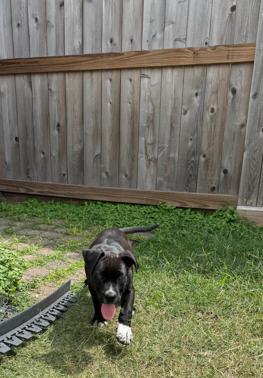 Enlarge Eros, an adopted mixed breed in Yonkers, NY image 4/6