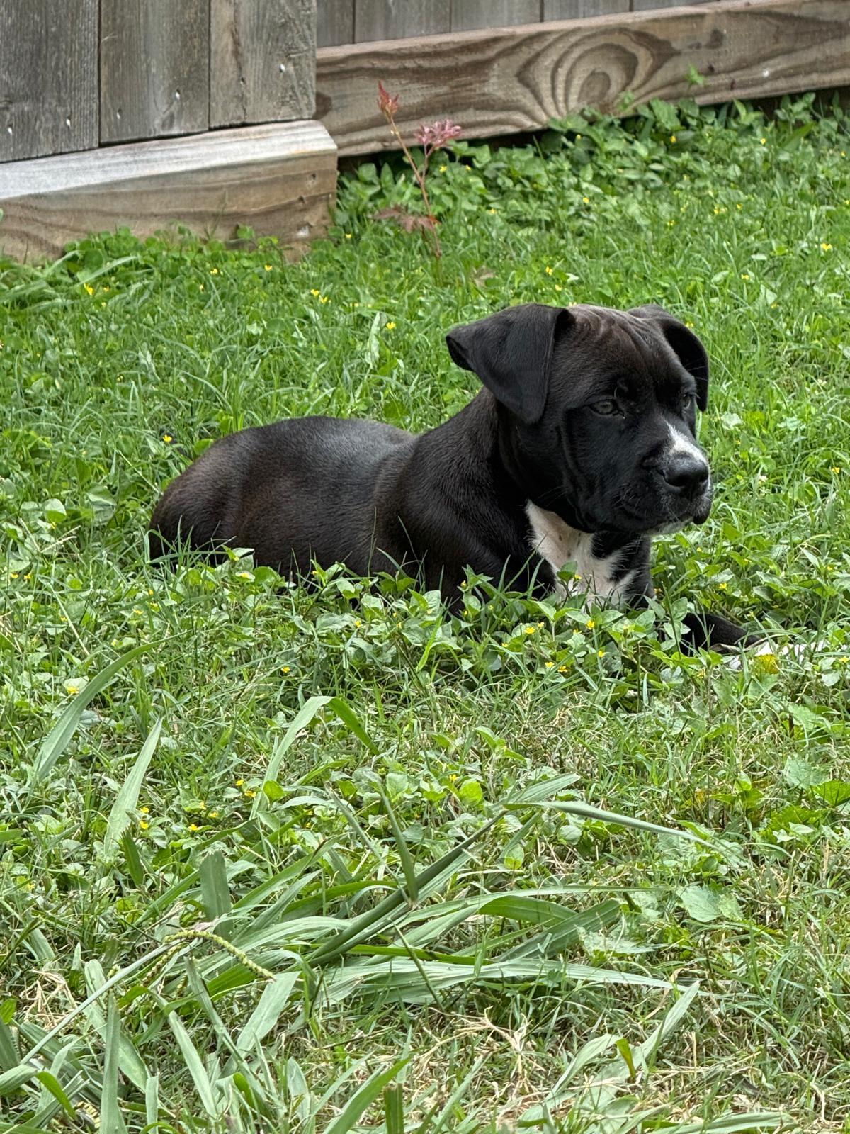 Enlarge Eros, an adopted mixed breed in Yonkers, NY image 2/6