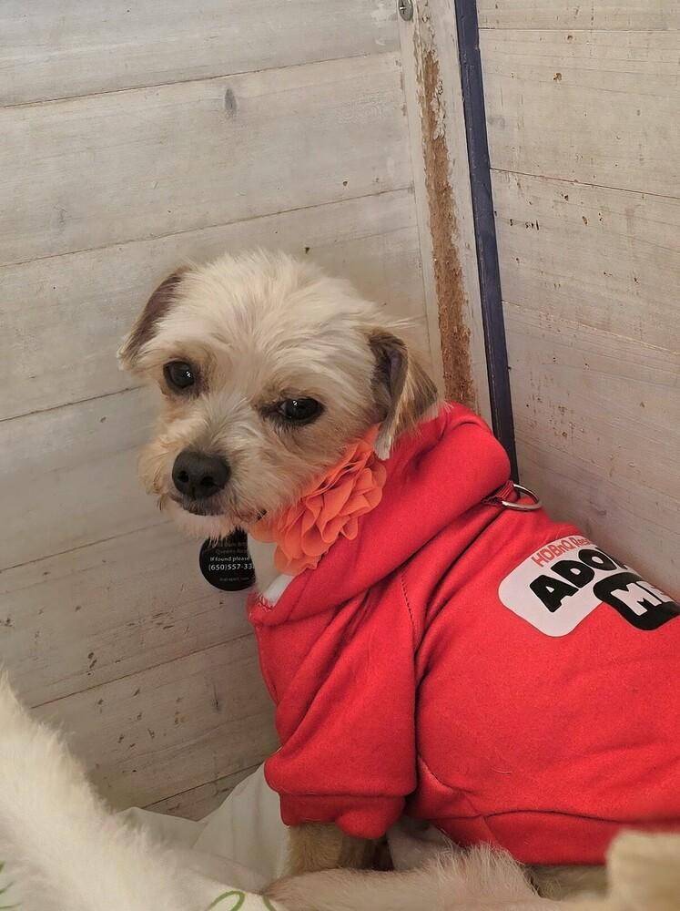 Enlarge Catherine, a Adoptable mixed breed in Pacifica, CA image 1/1