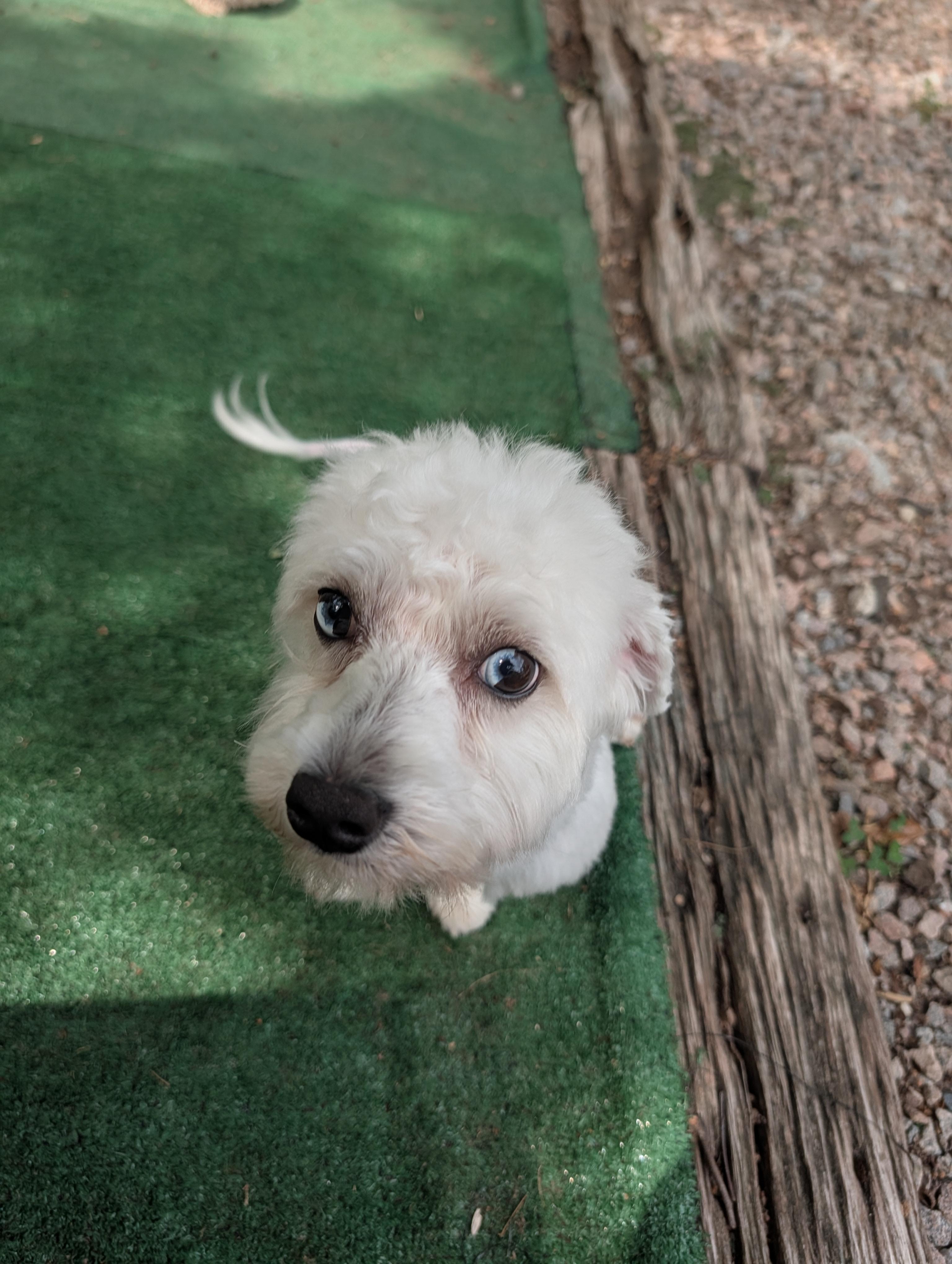 Disco, an adopted mixed breed in Richmond, VA image 4/4