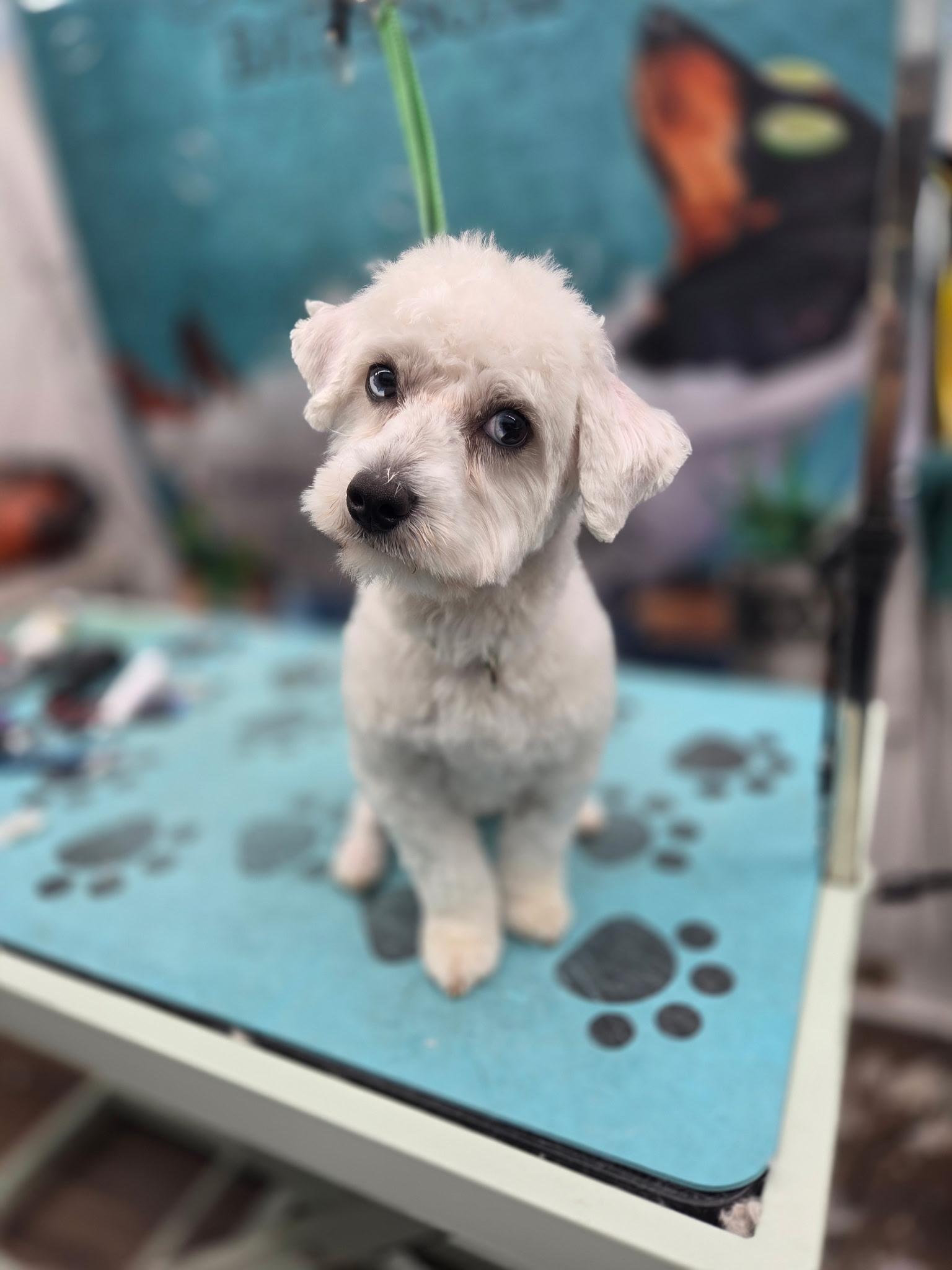 Disco, adopted, Young Male Miniature Poodle & Bichon Frise.