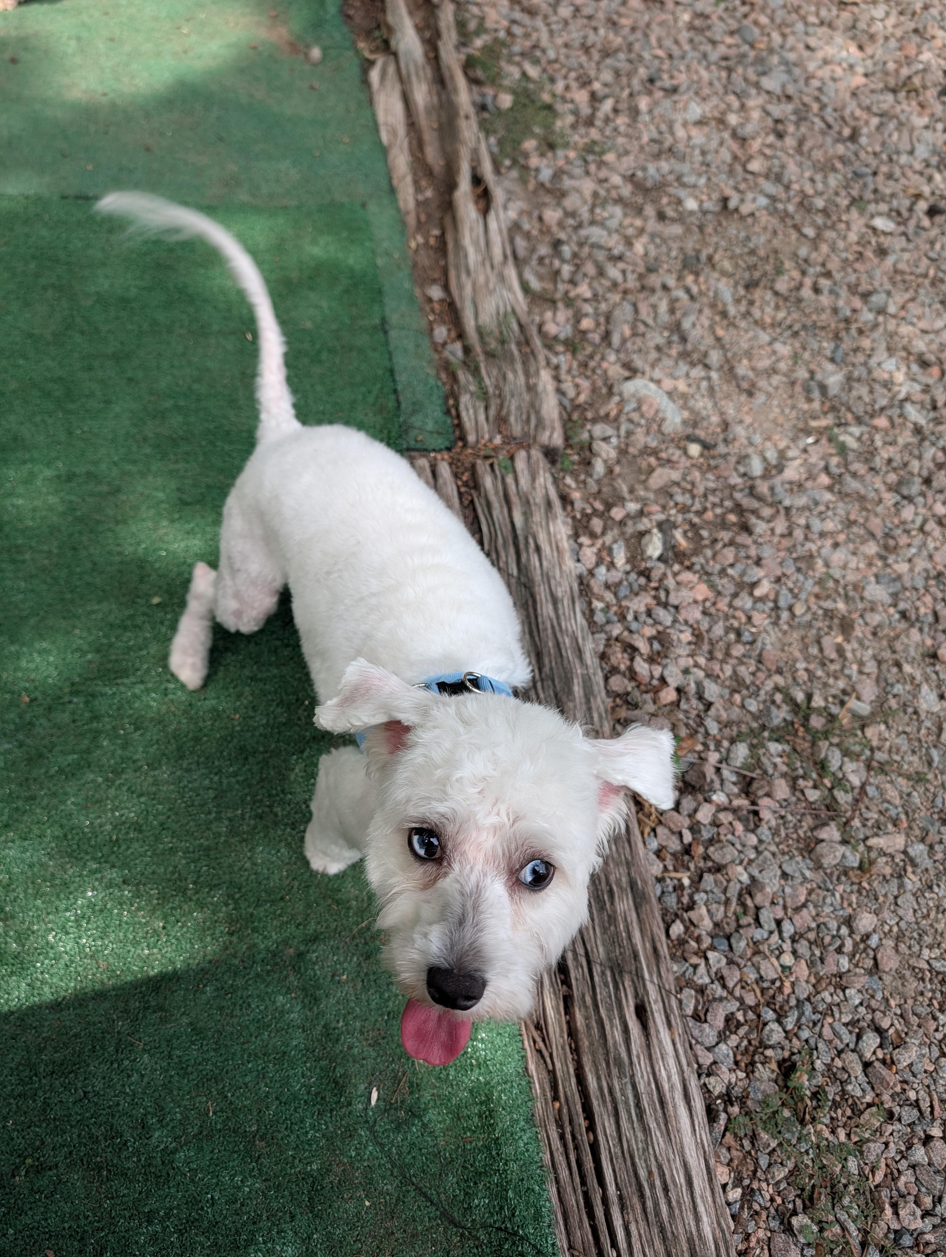 Disco, an adopted mixed breed in Richmond, VA image 3/4
