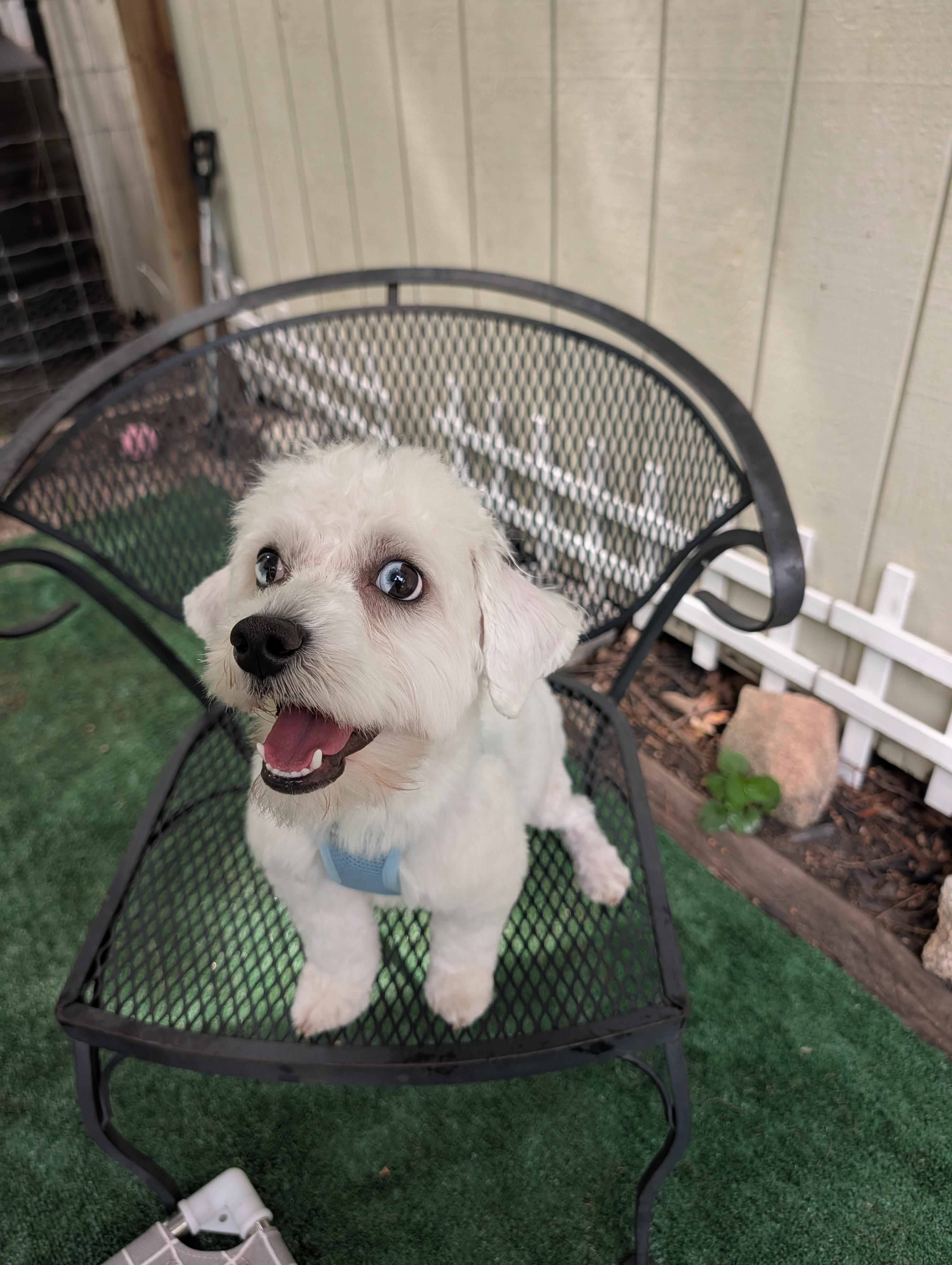 Disco, an adopted mixed breed in Richmond, VA image 2/4