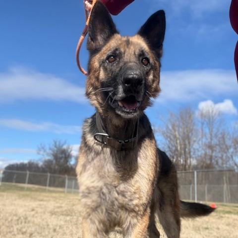Zeke (Waived Adoption Fee), Adoptable, Adult Male Mixed Breed.