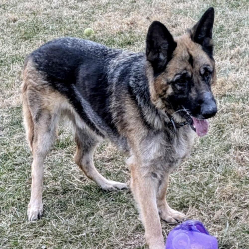 Zeke, Adoptable, Adult Male Mixed Breed.