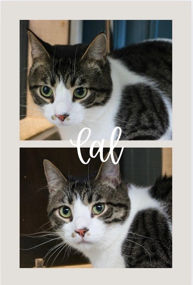 Enlarge Cal, a Adoptable Domestic Short Hair in Rochester, IN image 1/2