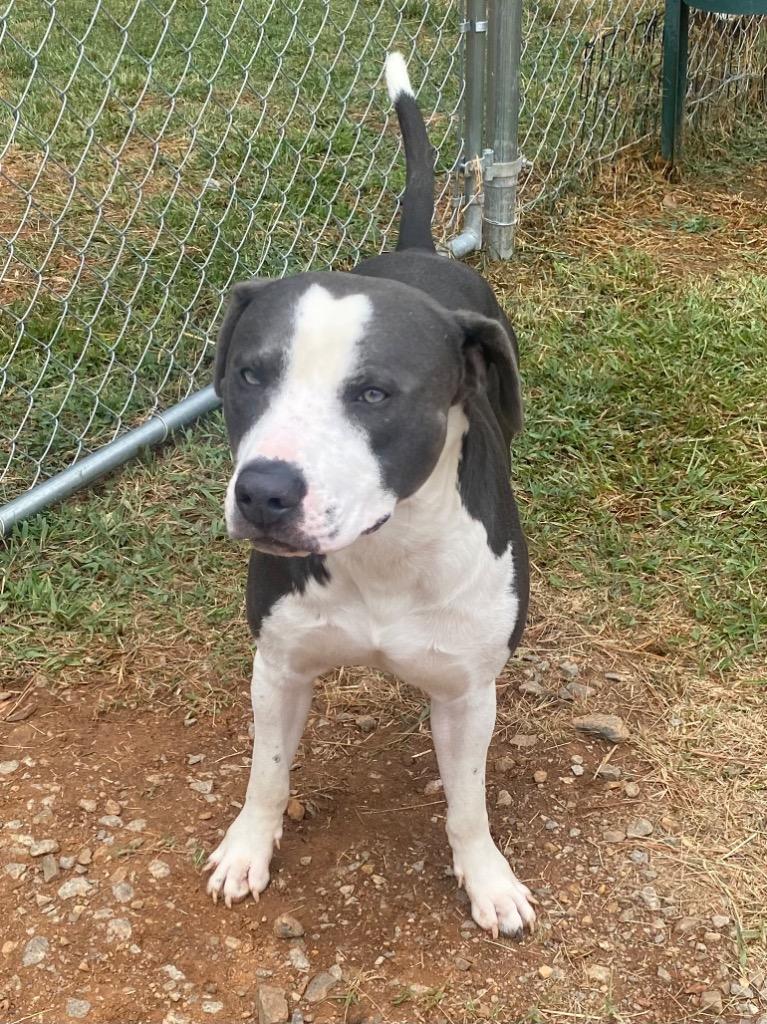 Creed, Adoptable, Puppy Male Pit Bull Terrier.
