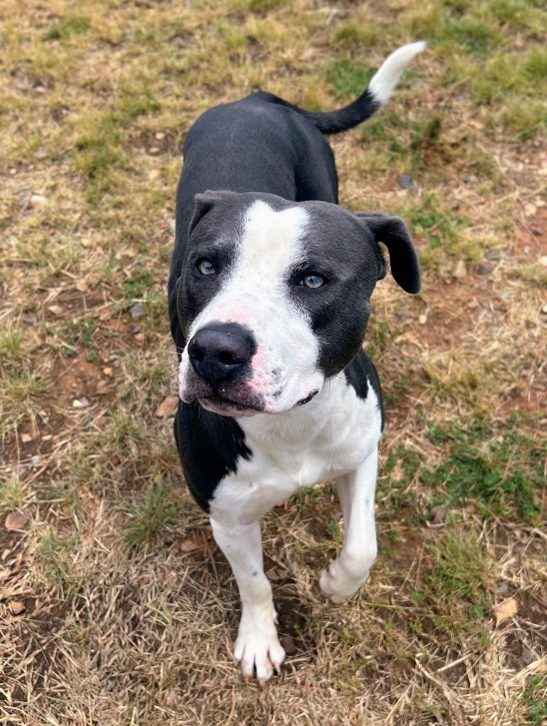 Enlarge Creed, a Adoptable mixed breed in Bryant, AR image 2/3