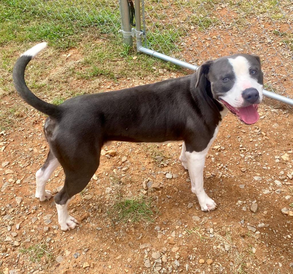 Enlarge Creed, a Adoptable mixed breed in Bryant, AR image 3/3